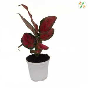 Aglaonema Black