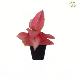 Aglaonema Diamond Red