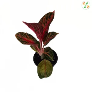 Aglaonema Golden Powder