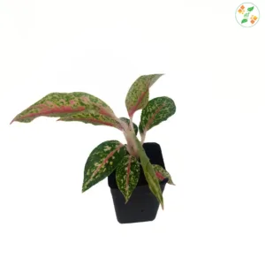 Aglaonema Happiness