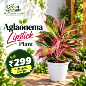 Aglaonema Lipstick