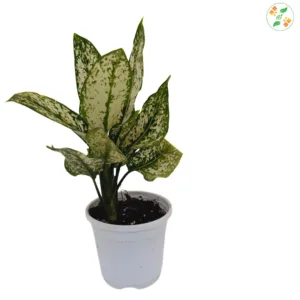 Aglaonema Snow White