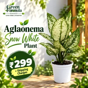 Aglaonema Snow White