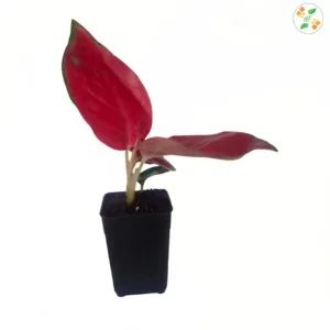 Aglaonema Thailand red