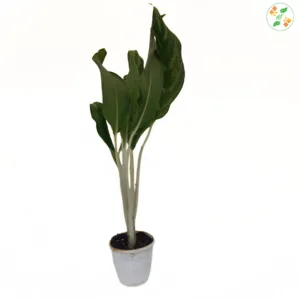 Aglaonema White  Stem