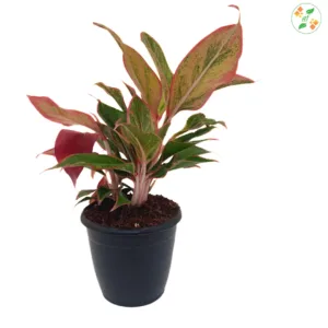 Aglaonema Lipstick