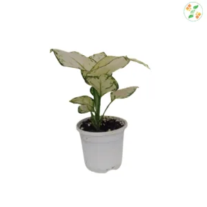 Aglaonema Super White