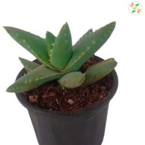 Aloe Vera Barbadensis Miller