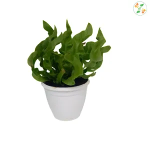 Asplenium Nidus Crispy Wave