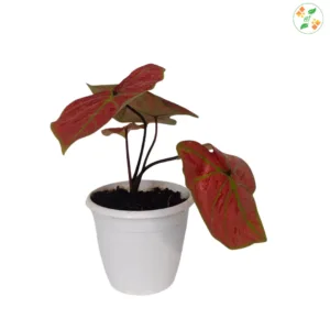 Caladium_Rich of Thai