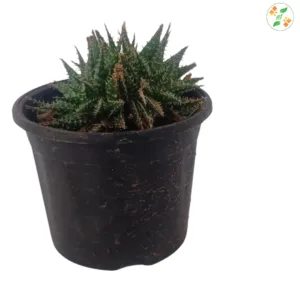 Calathea Rattlesnake Plant