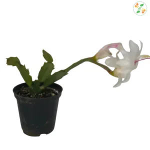 Christmas captura plants