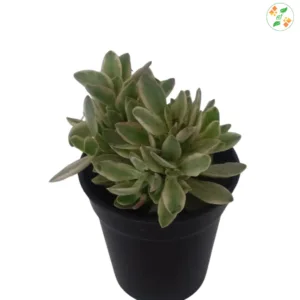 Crassula Money Maker