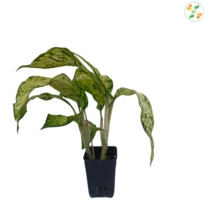 Dieffenbachia Star Bright
