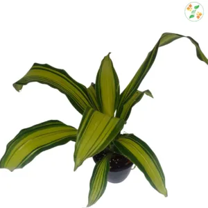 Dracaena Dara Singh