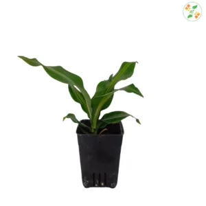 Dracaena Massangeana Giganta