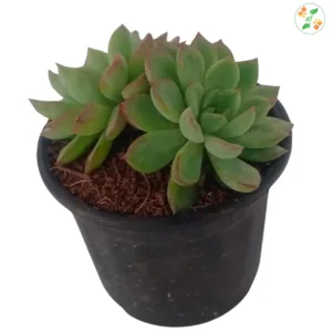 Echeveria Spica