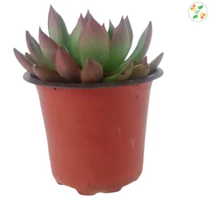 Echeveria Benimusume