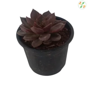 Echeveria ‘Black Prince'