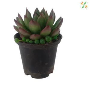 Echeveria agavoides