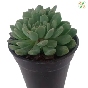 Echeveria elegans