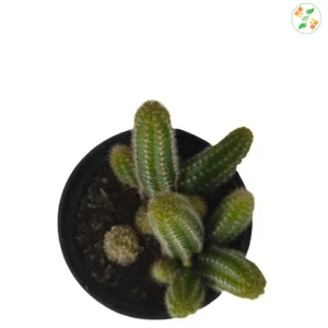 Echinopsis Cucumber Cactus