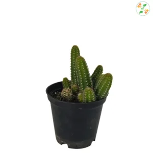 Echinopsis chamaecereus