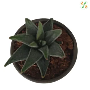 Fasciata concolor zebra plant