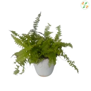 Fern Maidenhair