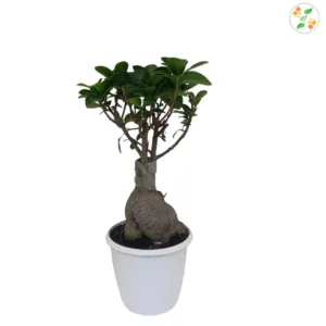 Ficus Bonsai