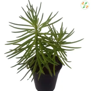 Finger-leaved Senecio