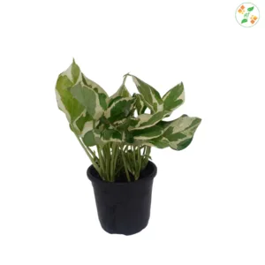 Glacier Pothos