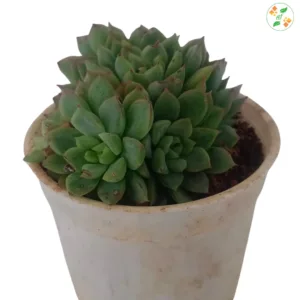 Green Sedeveria
