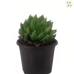 Haworthia Cooperi