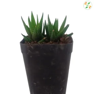 Haworthia Zebra Wart