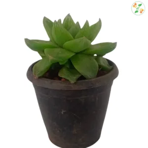 Haworthia cymbiformis