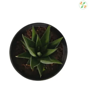 Haworthia Pentagona