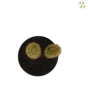 Mammillaria elongata