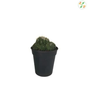 OhhSome Cactus