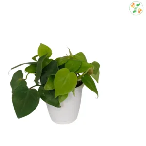 Oxy Cardium Goldem  Money Plant