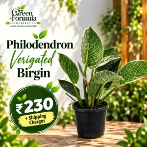 Philodendron Verigated Birgin