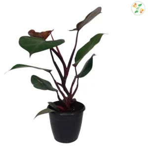 Philodendron Black Cardinal