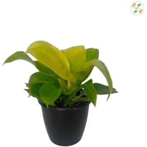 Philodendron Moonshine