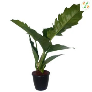 Philodendron  Narrow