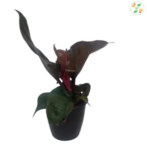 Philodendron Red  Apple