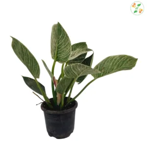 Philodendron Verigated Birgin