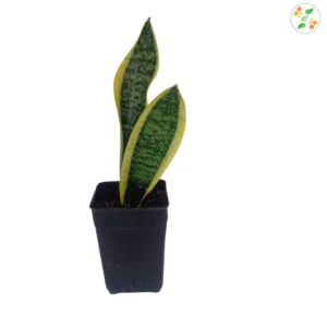 Sansevieria Black Gold