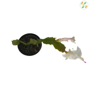 Schlumbergera truncata