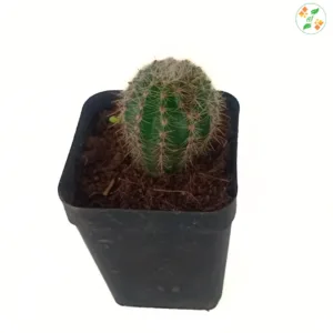 Seedsnpots Echinopsis