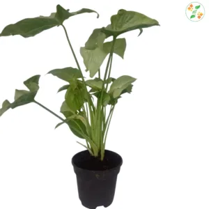 Syngonium Light Silver